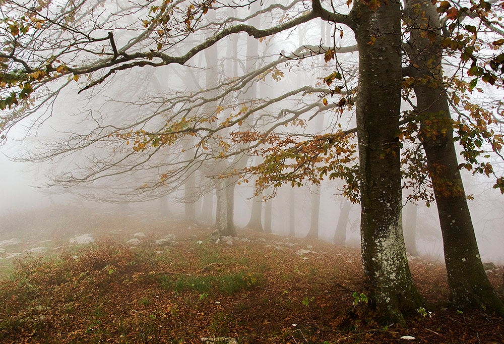 bosco d'autunno