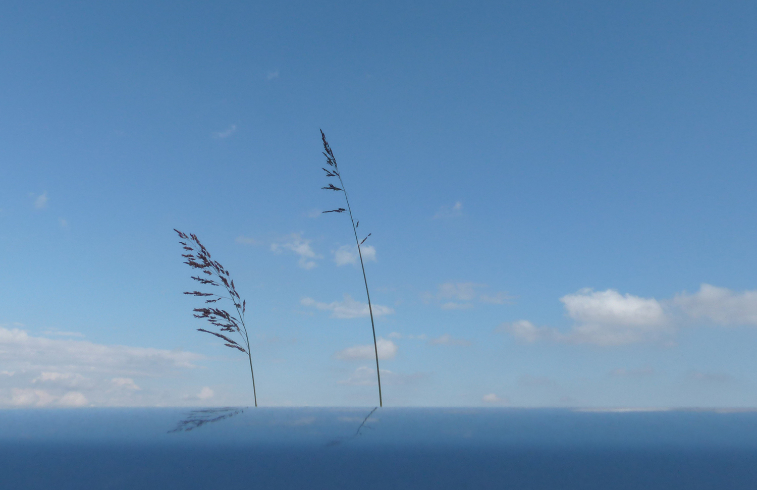 hai mai visto un'elefante nascosto dietro una foglia? No? perch� � nascosto bene