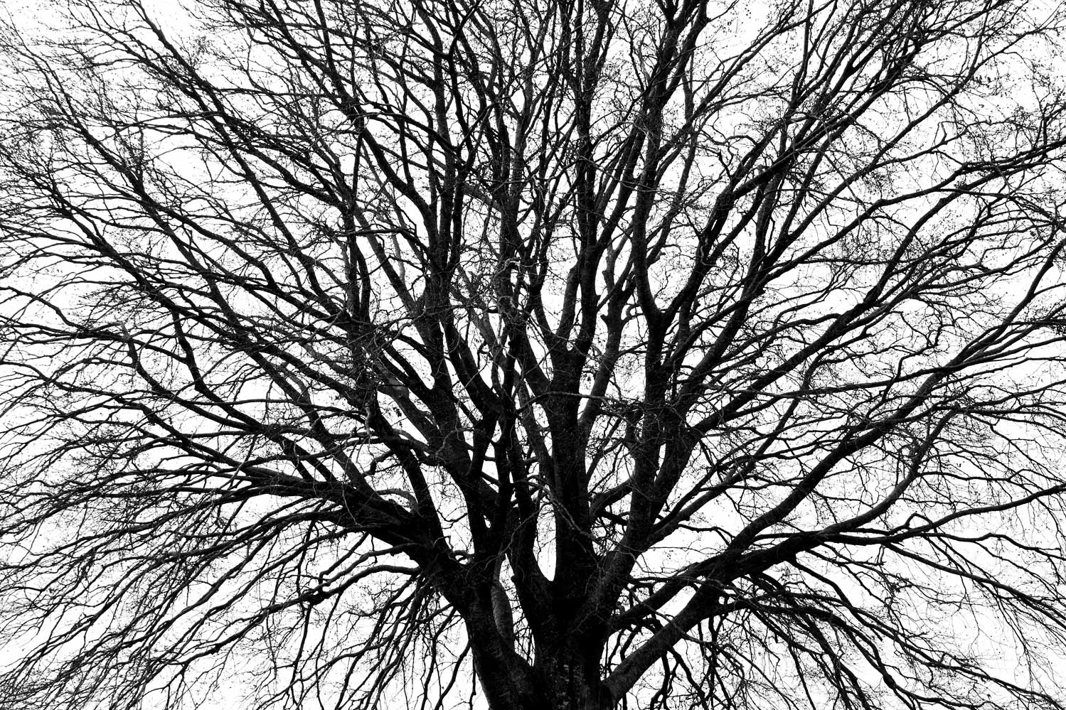 I rami del grande faggio