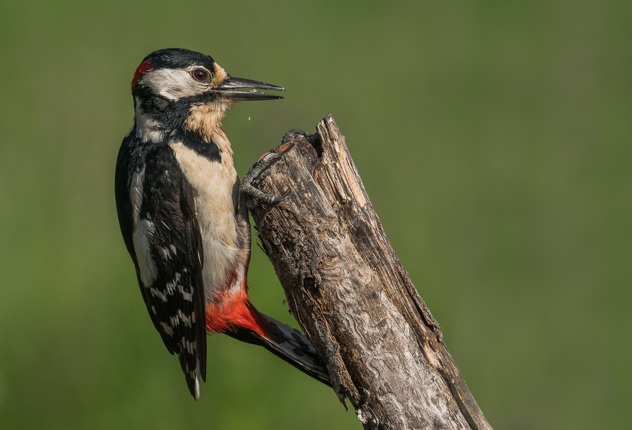 picchio rosso maggiore maschio