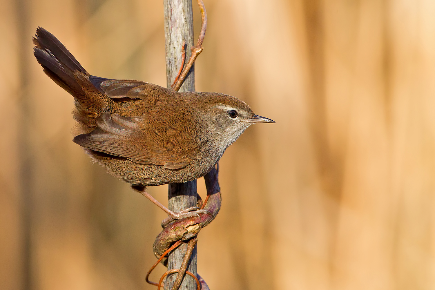 Usignolo di fiume !!!