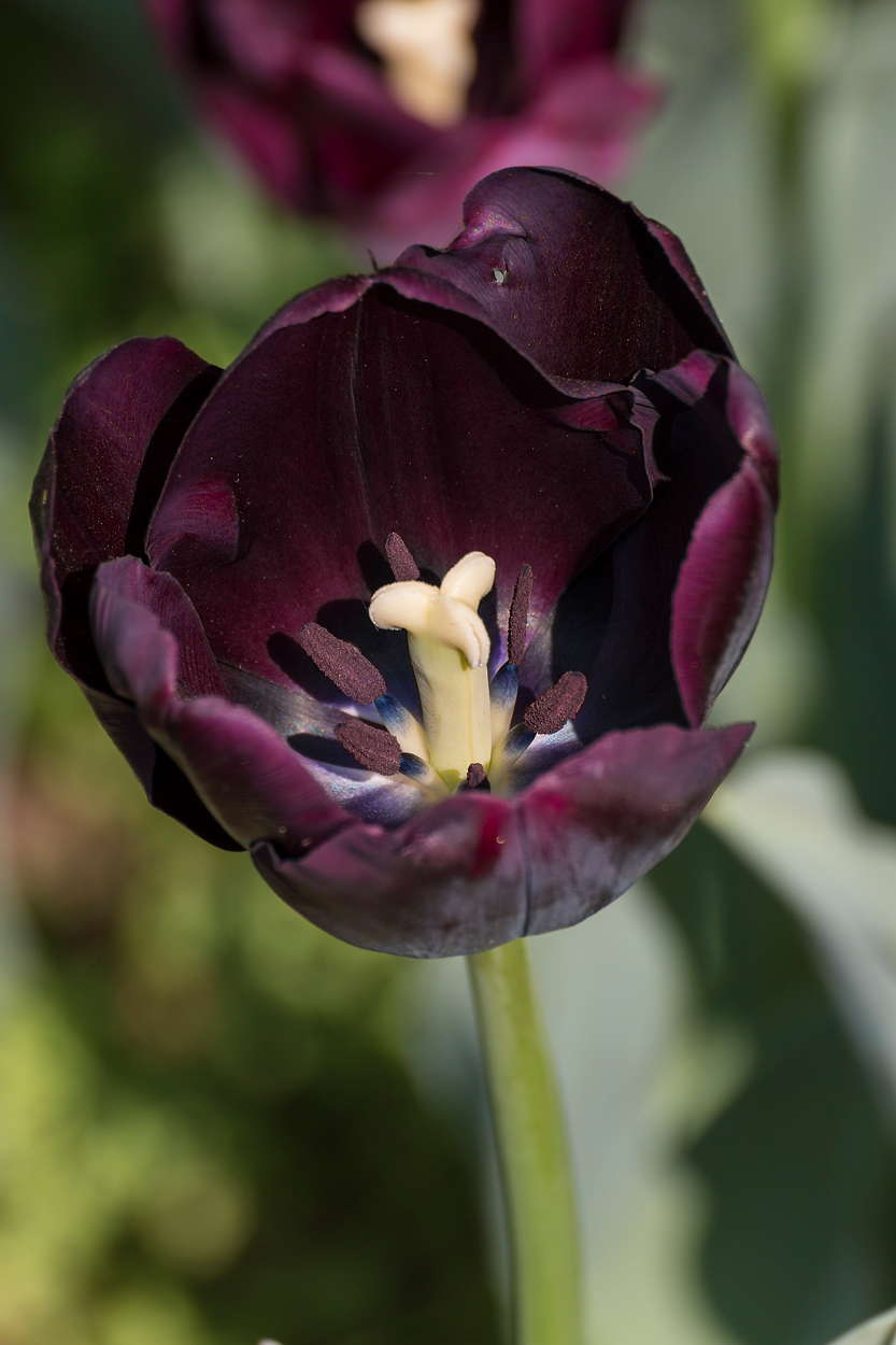 Parco Sigurt�  tulipani 1