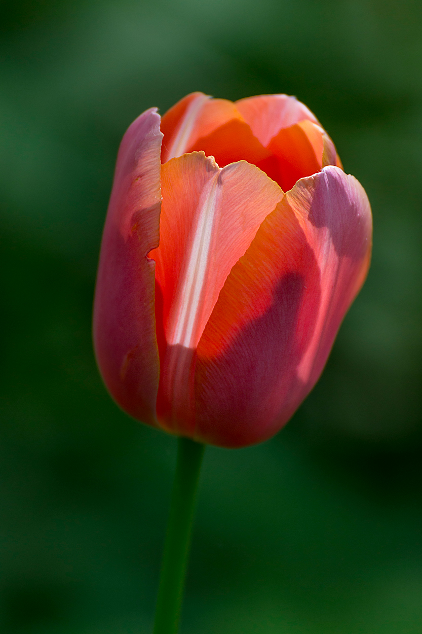 Parco Sigurt� foto 2