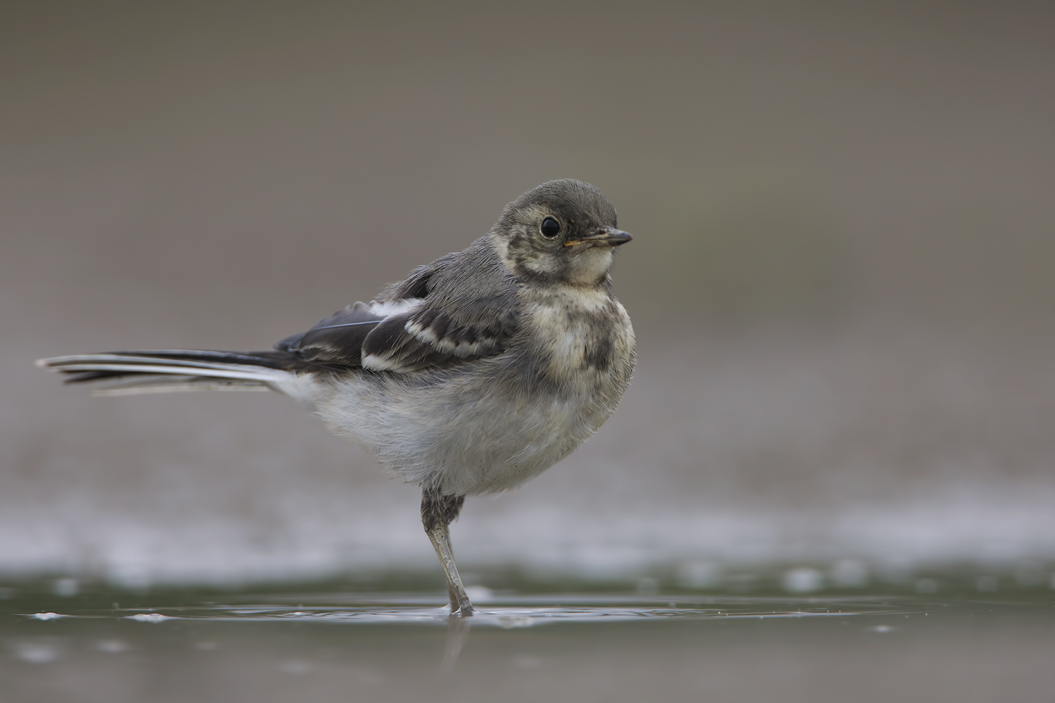 la giovane ballerina