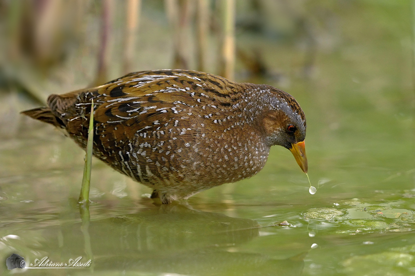 Il voltolino che fa le bolle di sapone