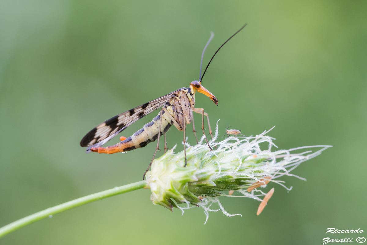 Mosca scorpione