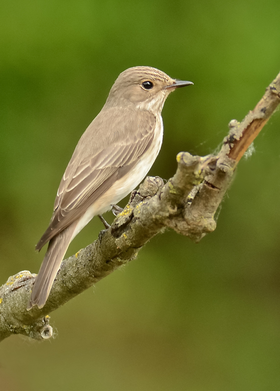 Ritratto di pigliamosche