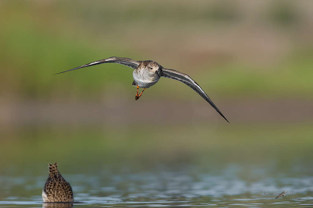 Alza la testa, sto arrivando