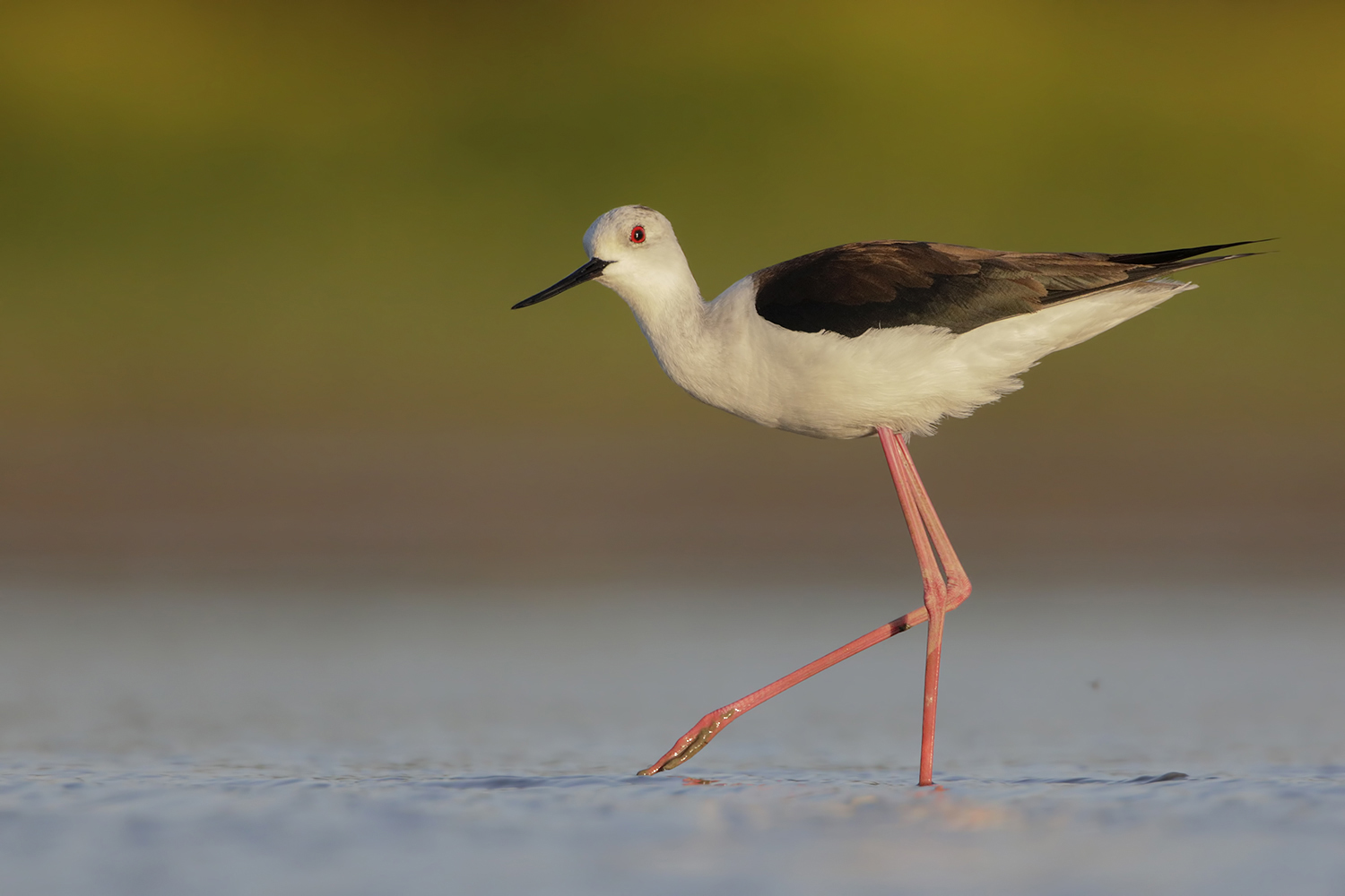 lo sguardo del cavaliere