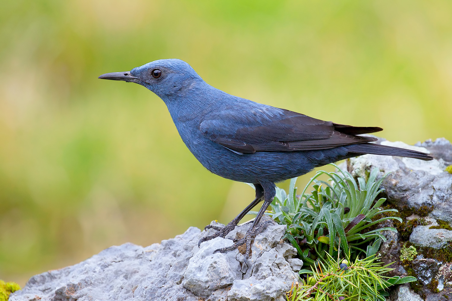 Passero solitario !!!