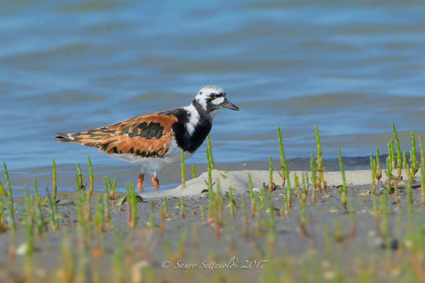 Voltapietre in abito