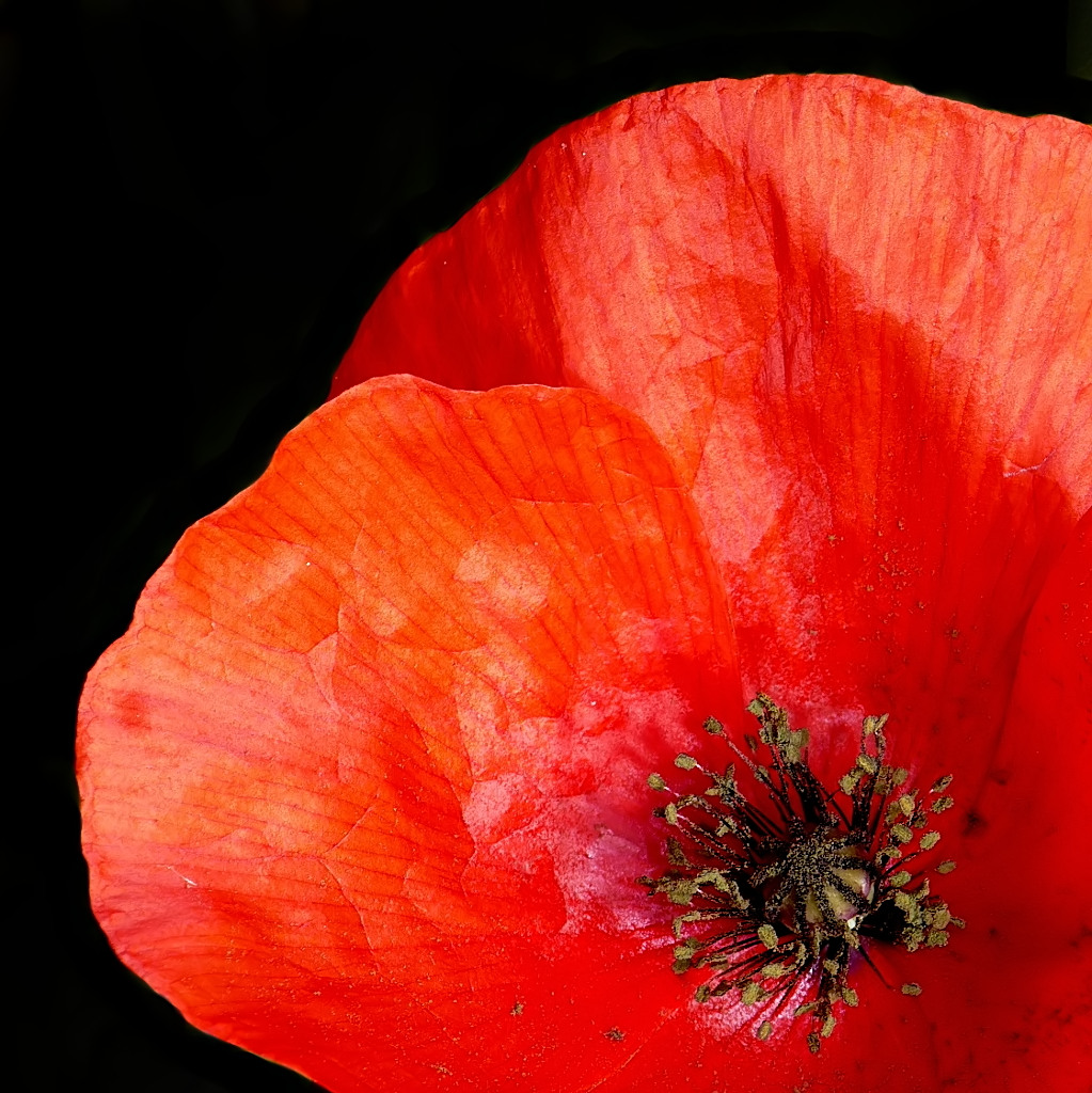 ***Dubbio amletico***