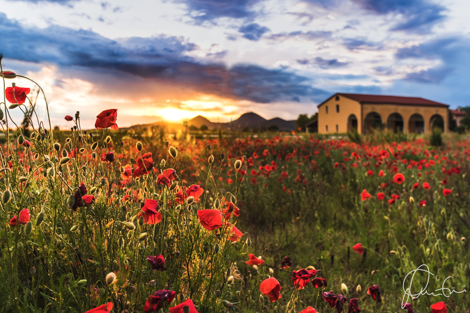 Quando il sole dipinge di giallo
