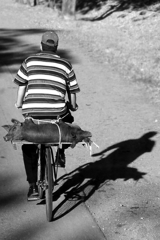 Cuba - Allevatore di maiali