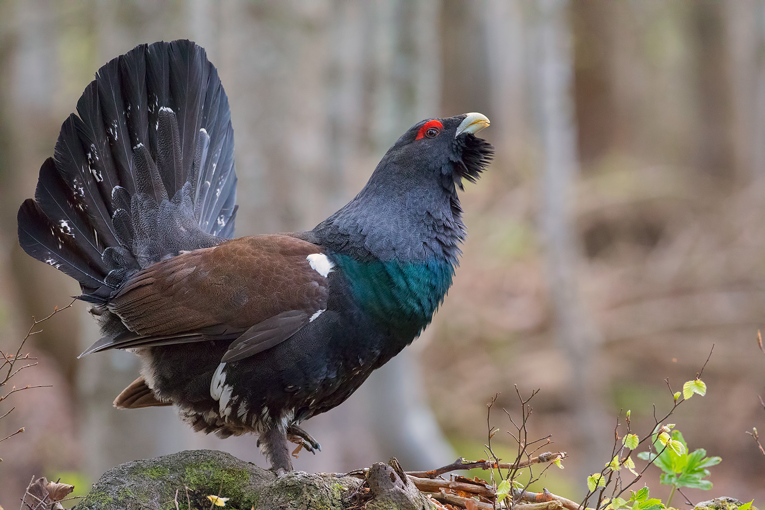il mio primo gallo cedrone