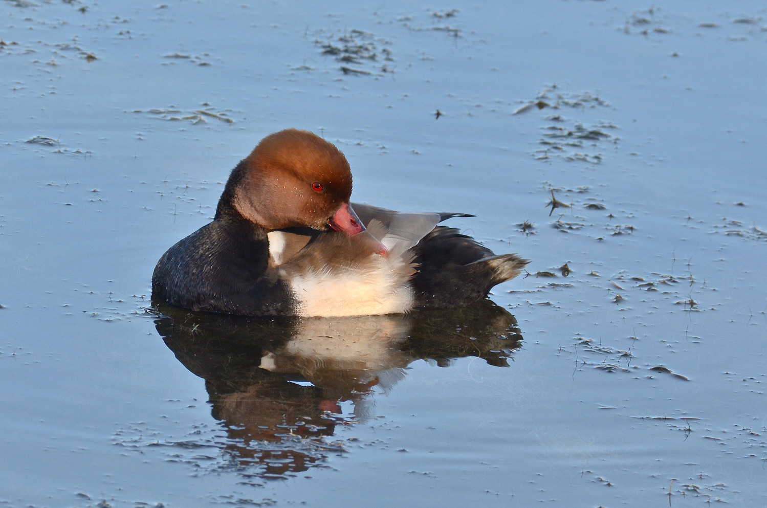 Il riposo del fistione