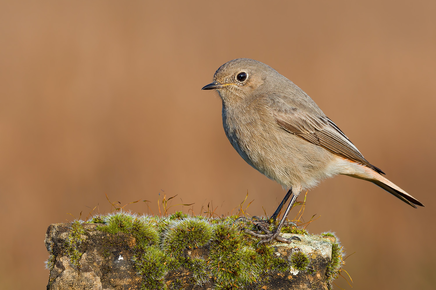 Qualit� al giusto prezzo (codirosso f.)