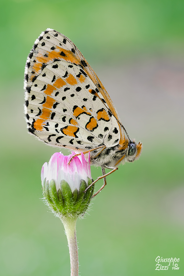Melitaea didyma