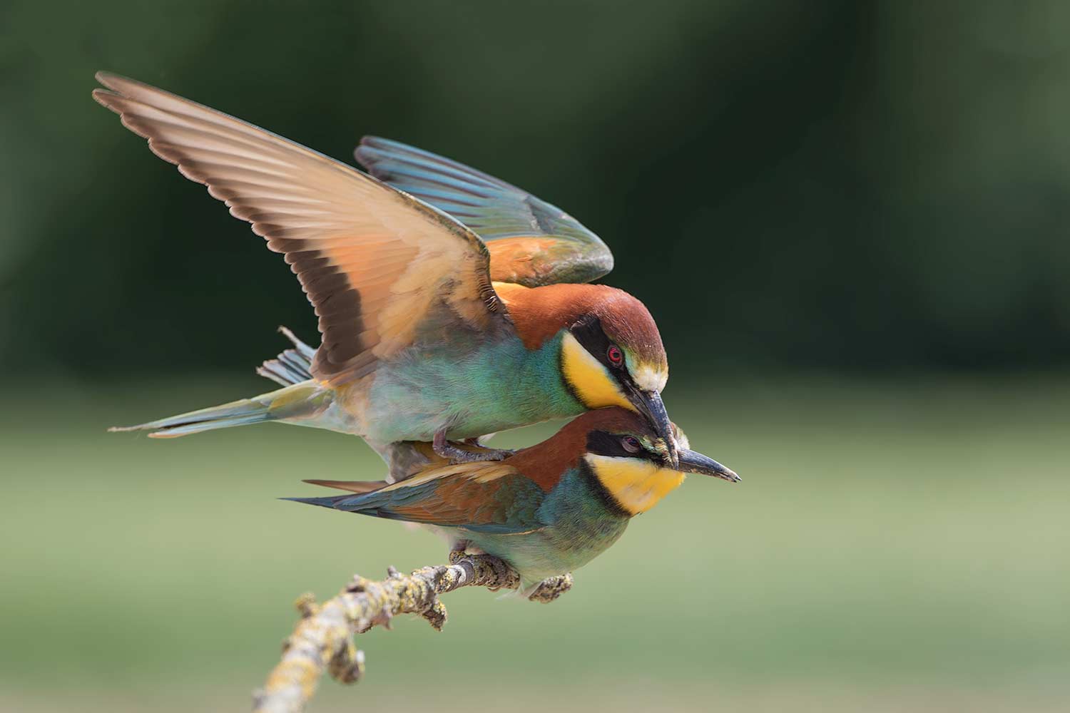 in perfetto equilibrio