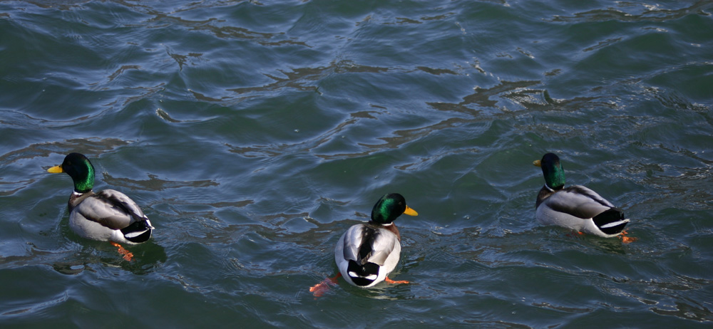 Brother Where Art Thou ?