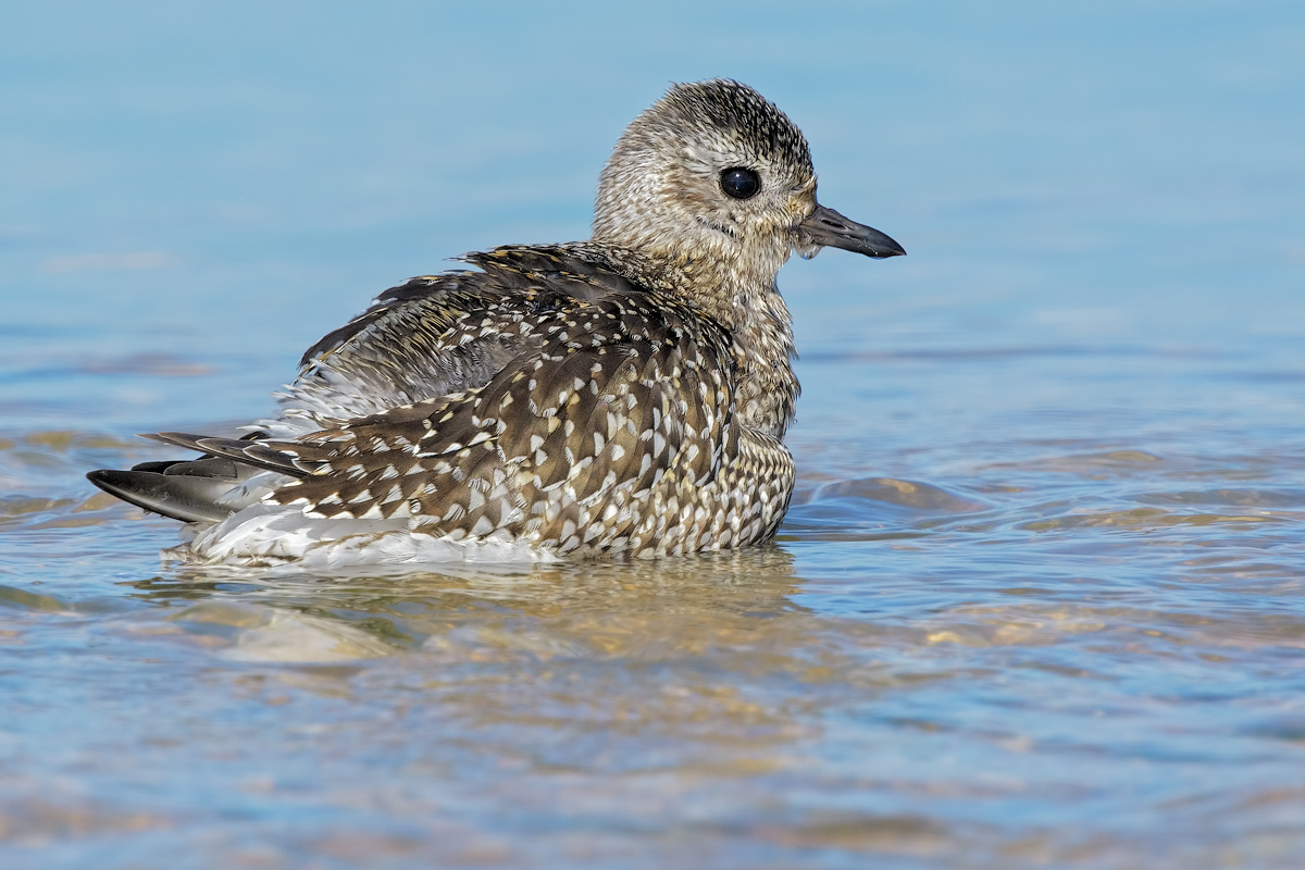 Pivieressa (Pluvialis squatarola)