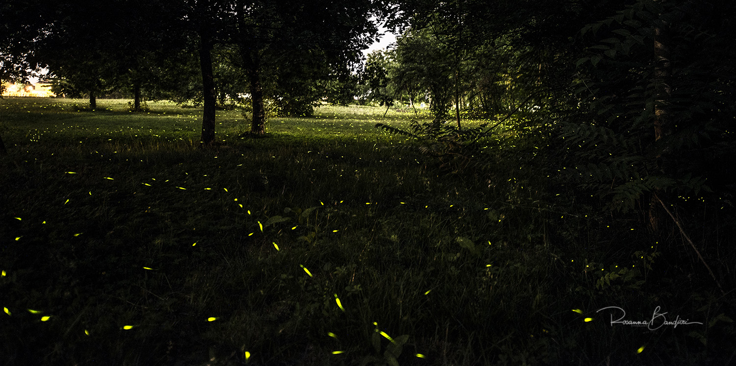 ho visto le stelle nei prati