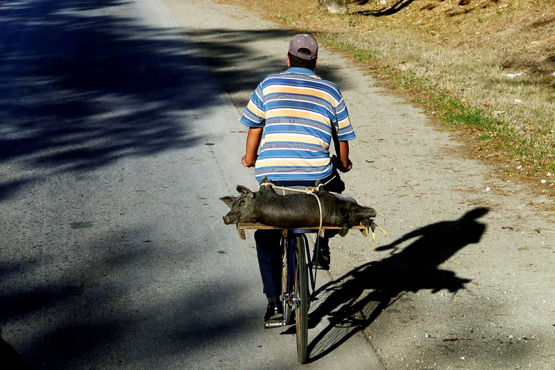 Cuba - Allevatore di maiali 3