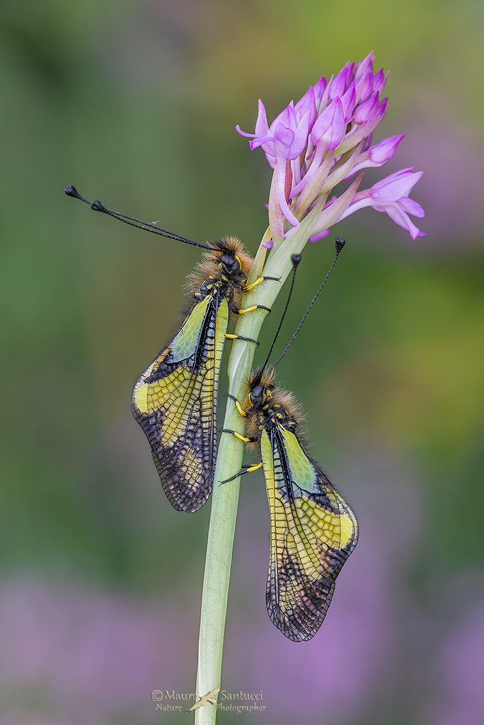 Libelloides coccajus, la coppia