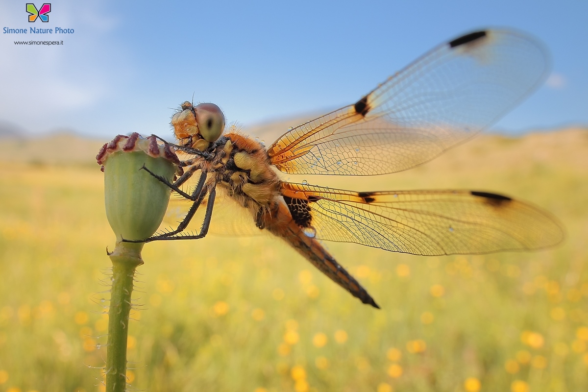 Quadrimaculata wide.....
