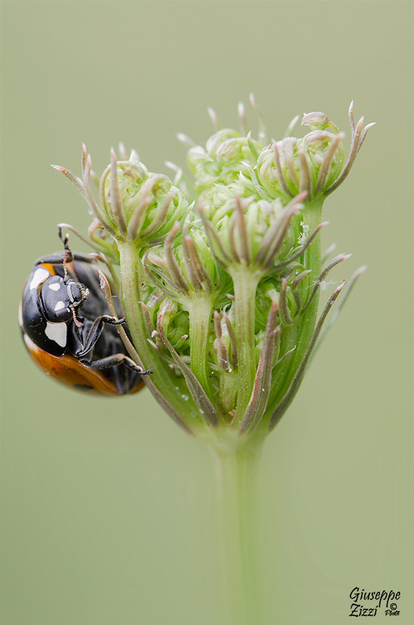Coccinella