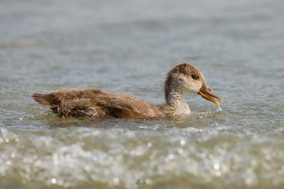 Fistione turco giovane