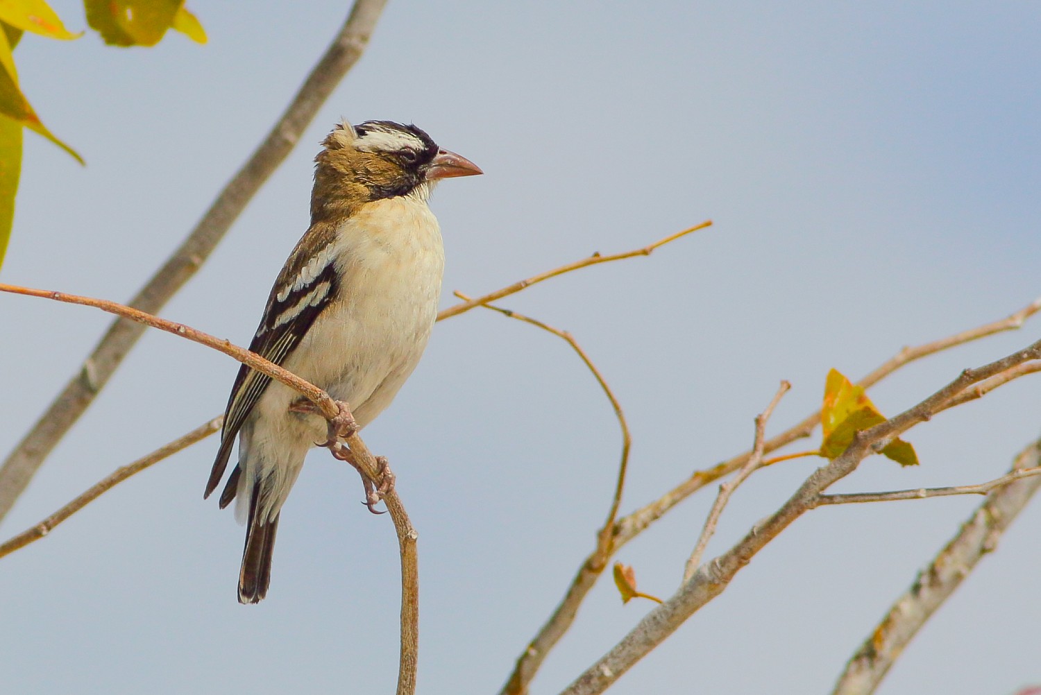 Passero tessitore dal sopracciglio bianco