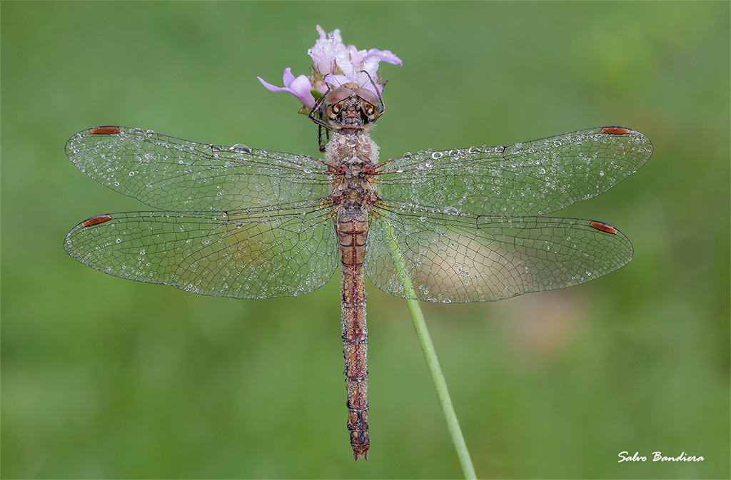 Sympetrum-striolatum...