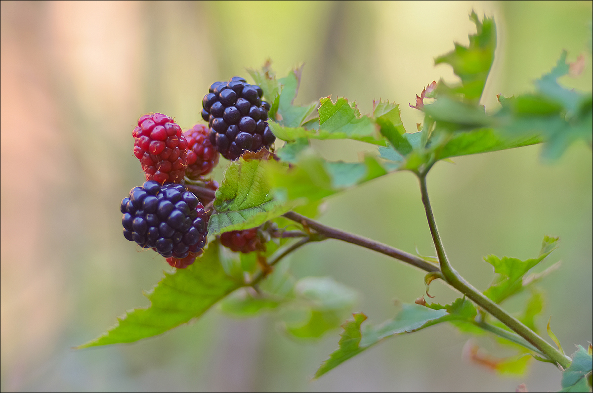 "Era il tempo delle more..."