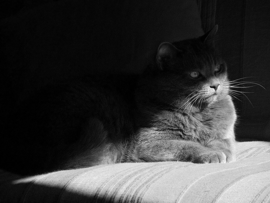 La mia gattina prende il sole...