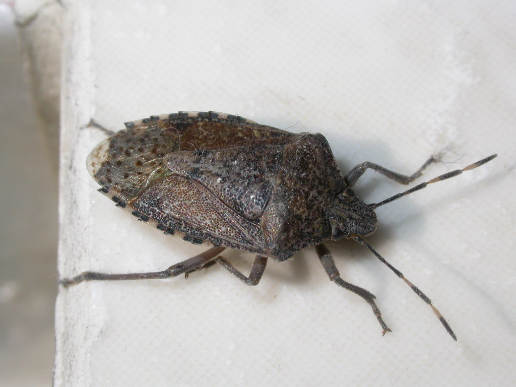 cimice