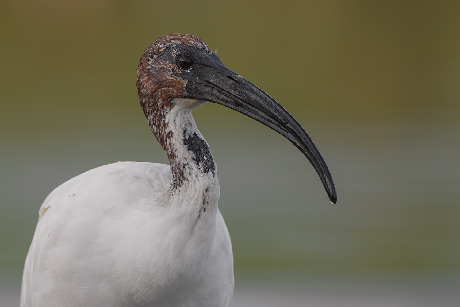 incontro ravvicinatissimo con l'ibis sacro
