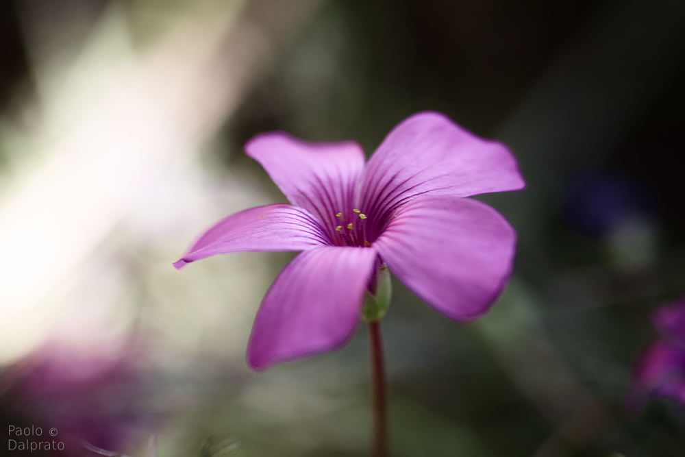 Non faccio foto di fiori