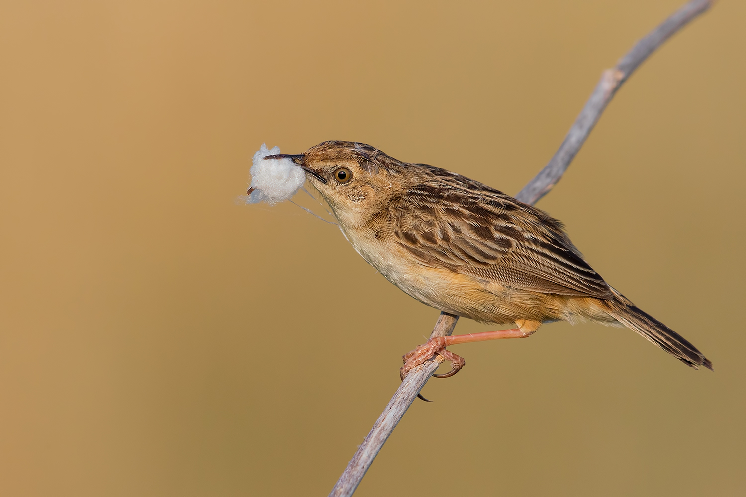 Beccamoschino con preda