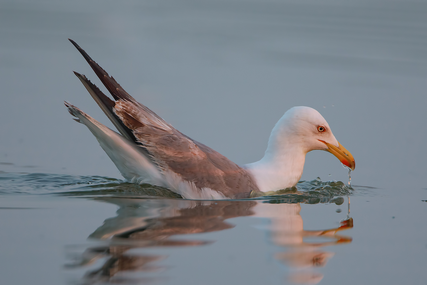 un comunissimo gabbiano