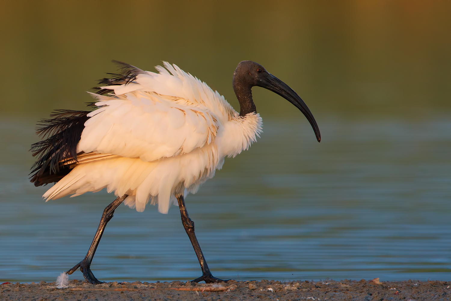 una piuma fuori posto