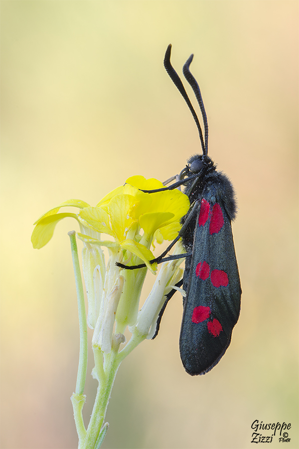 Zygaena
