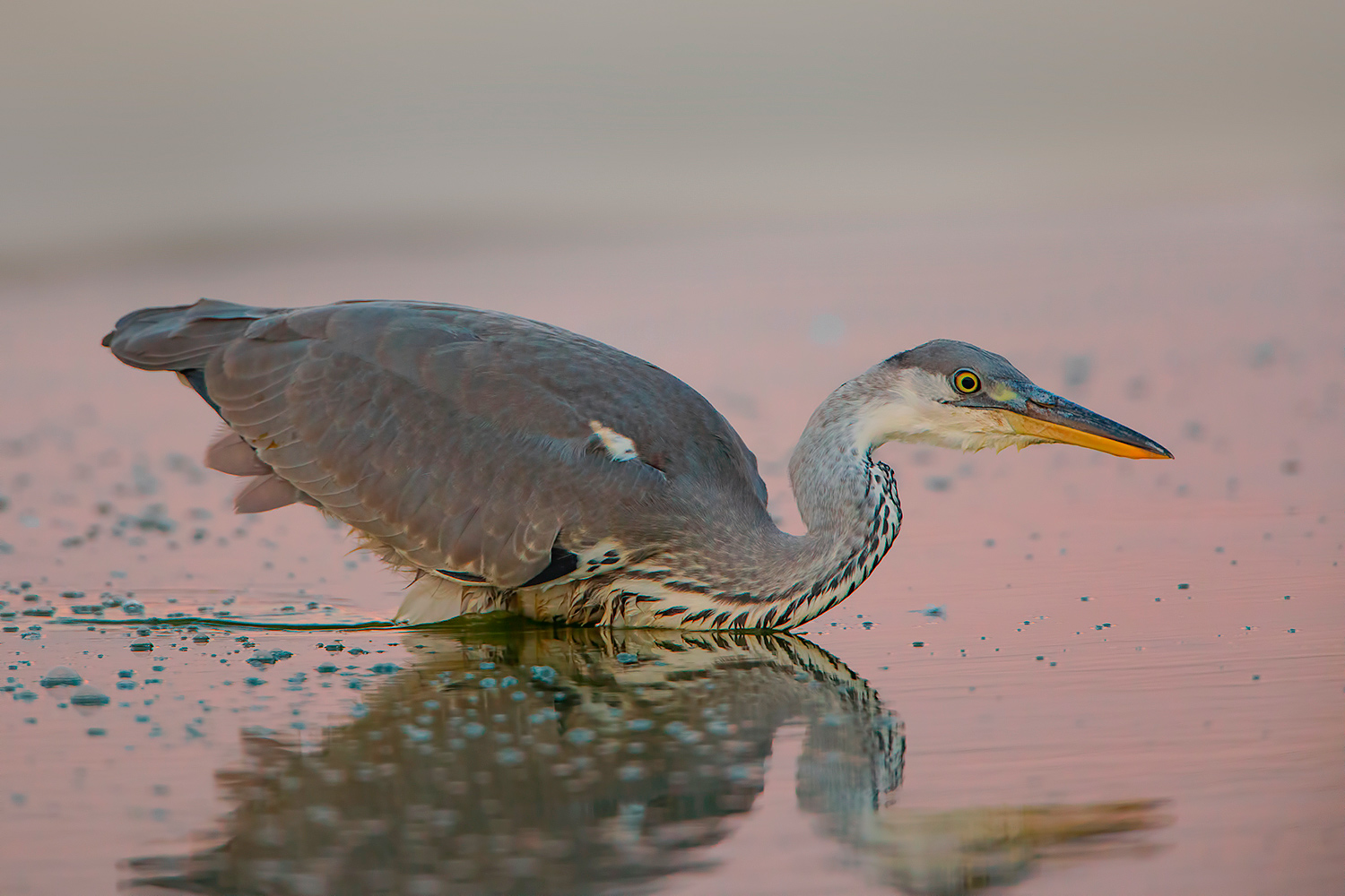 pronto per la caccia
