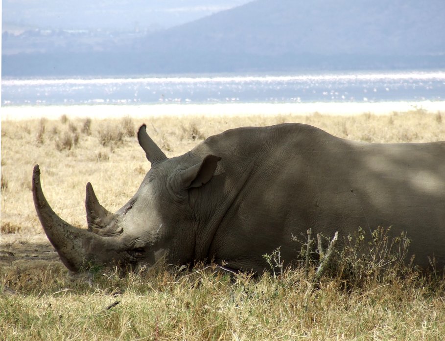 Rinnoceronte primo piano