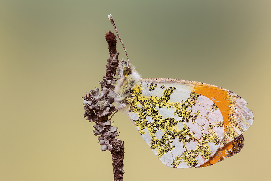 Anthocharis cardamines