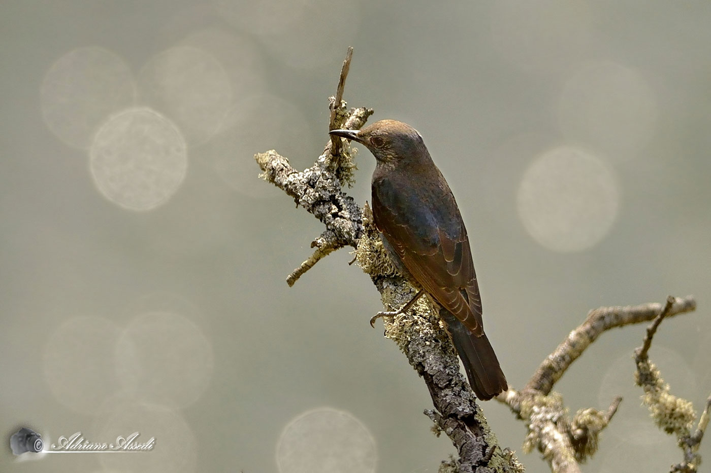 Monticola solitarius (passero solitario femmina)