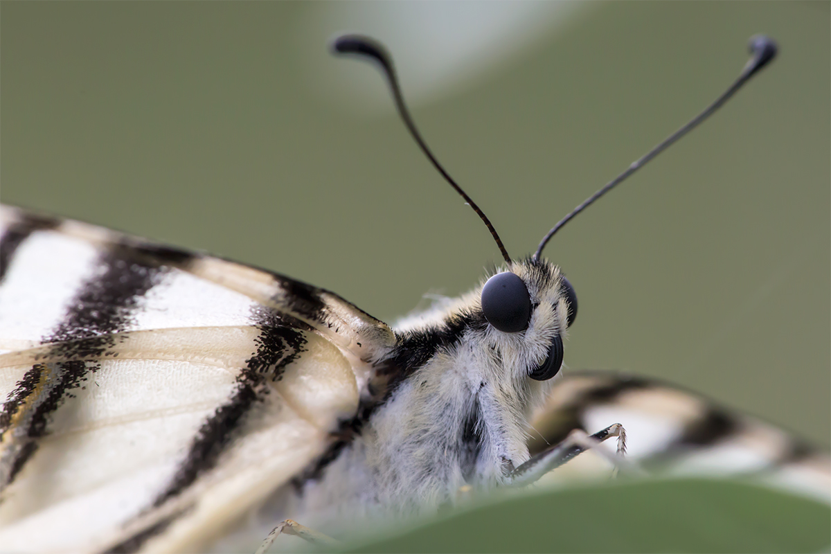 Primo piano di Podalirio