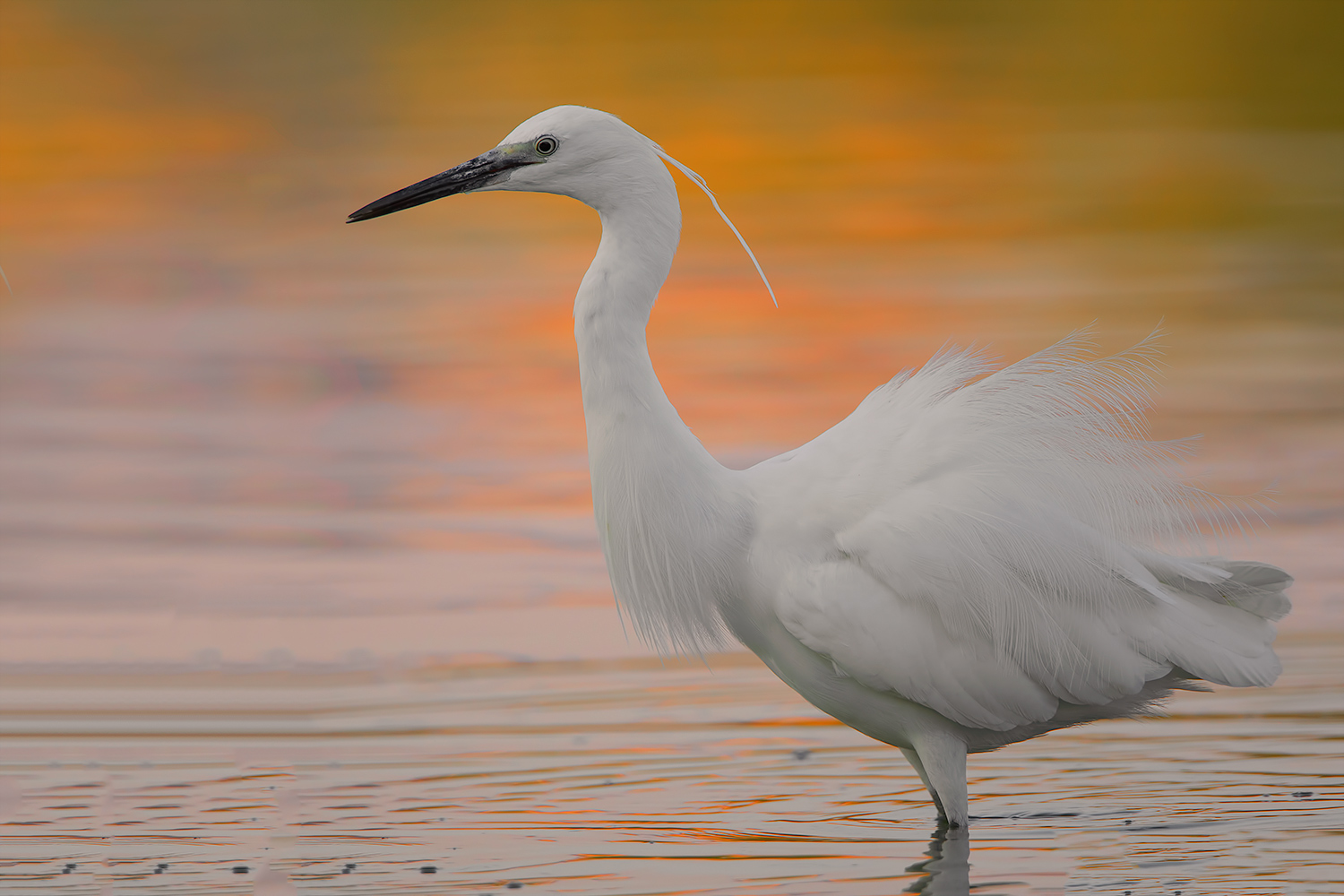 garzetta alle prime luci