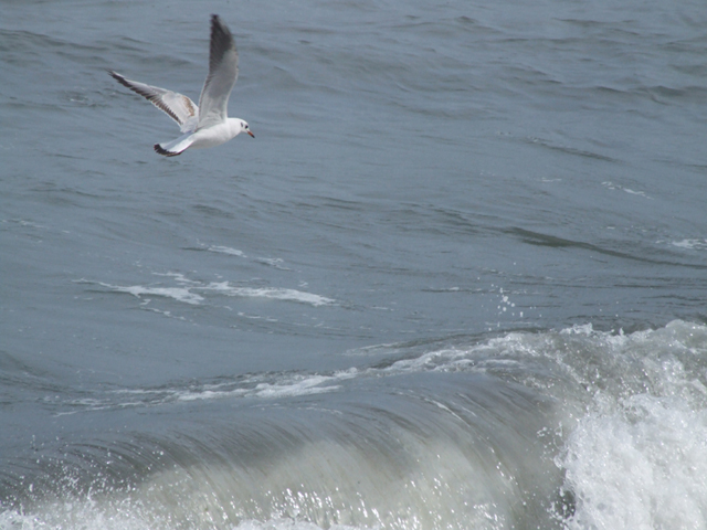 Le ali della libert�