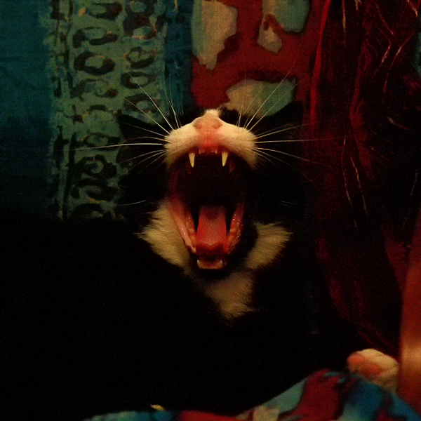 L'effetto di guardare le comiche